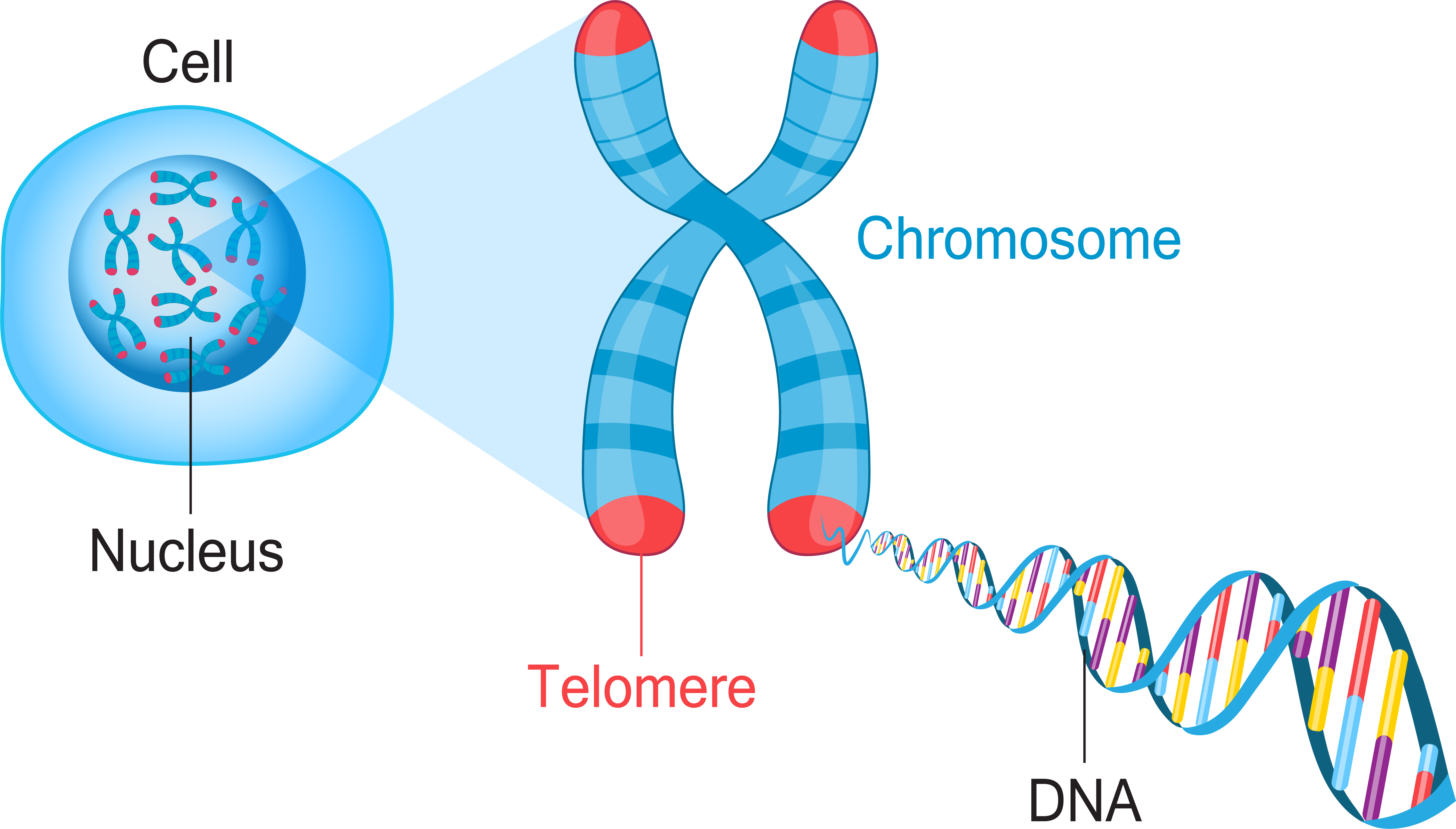 Chromosome - Khám Phá Toàn Diện Về Cấu Trúc Di Truyền Của Nhiễm Sắc Thể