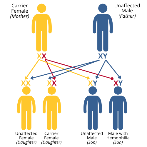 hemophilia genetics 1