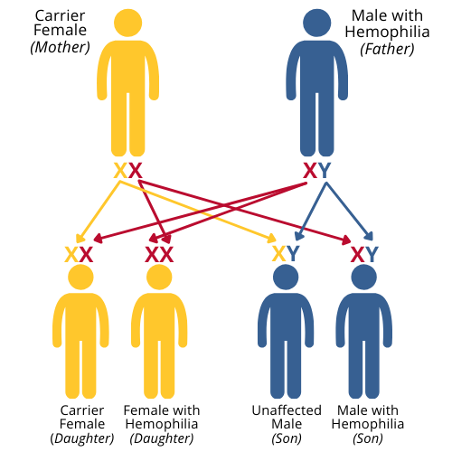 Genetics 3