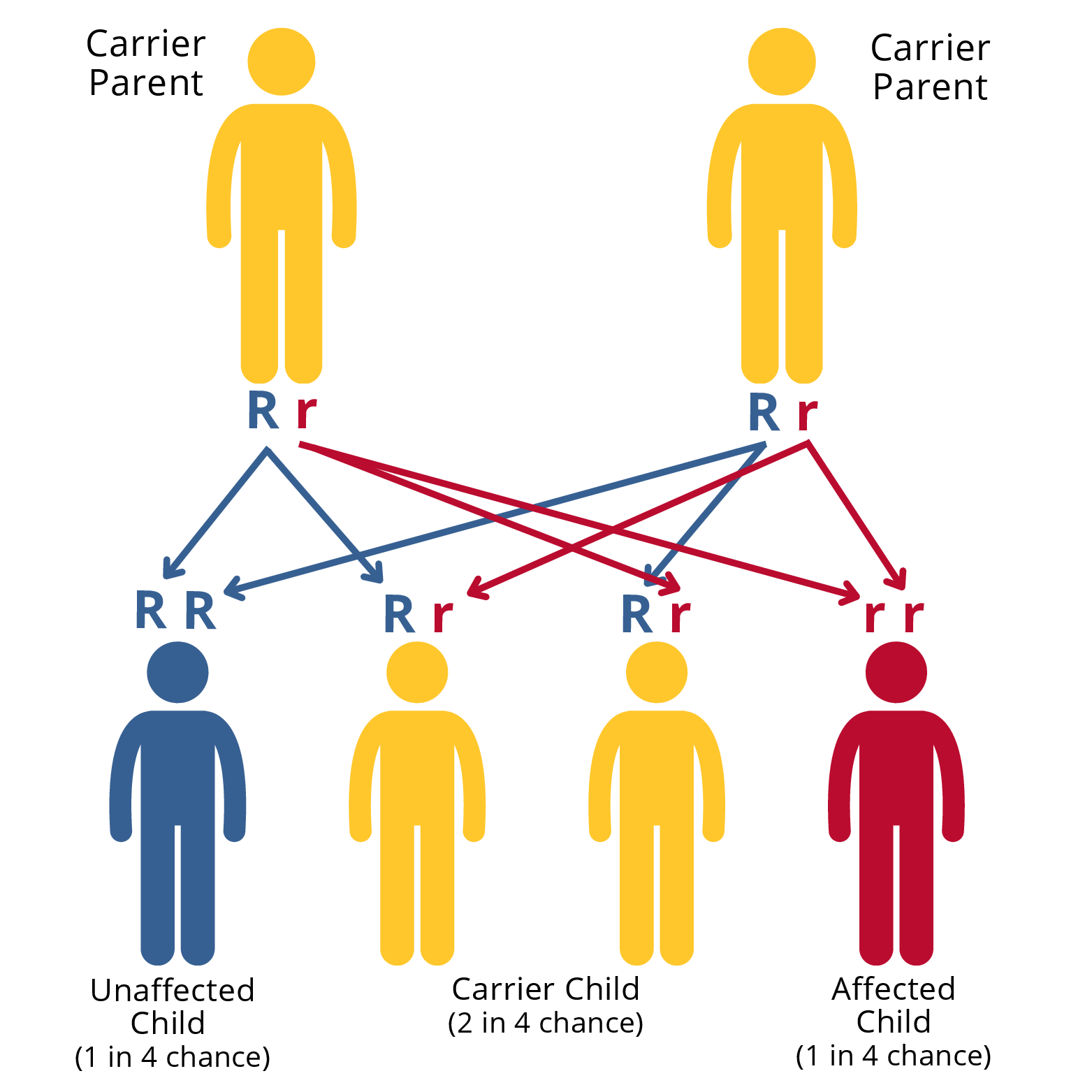 Basic Genetics > Genetics > HoG Handbook > Hemophilia of Georgia