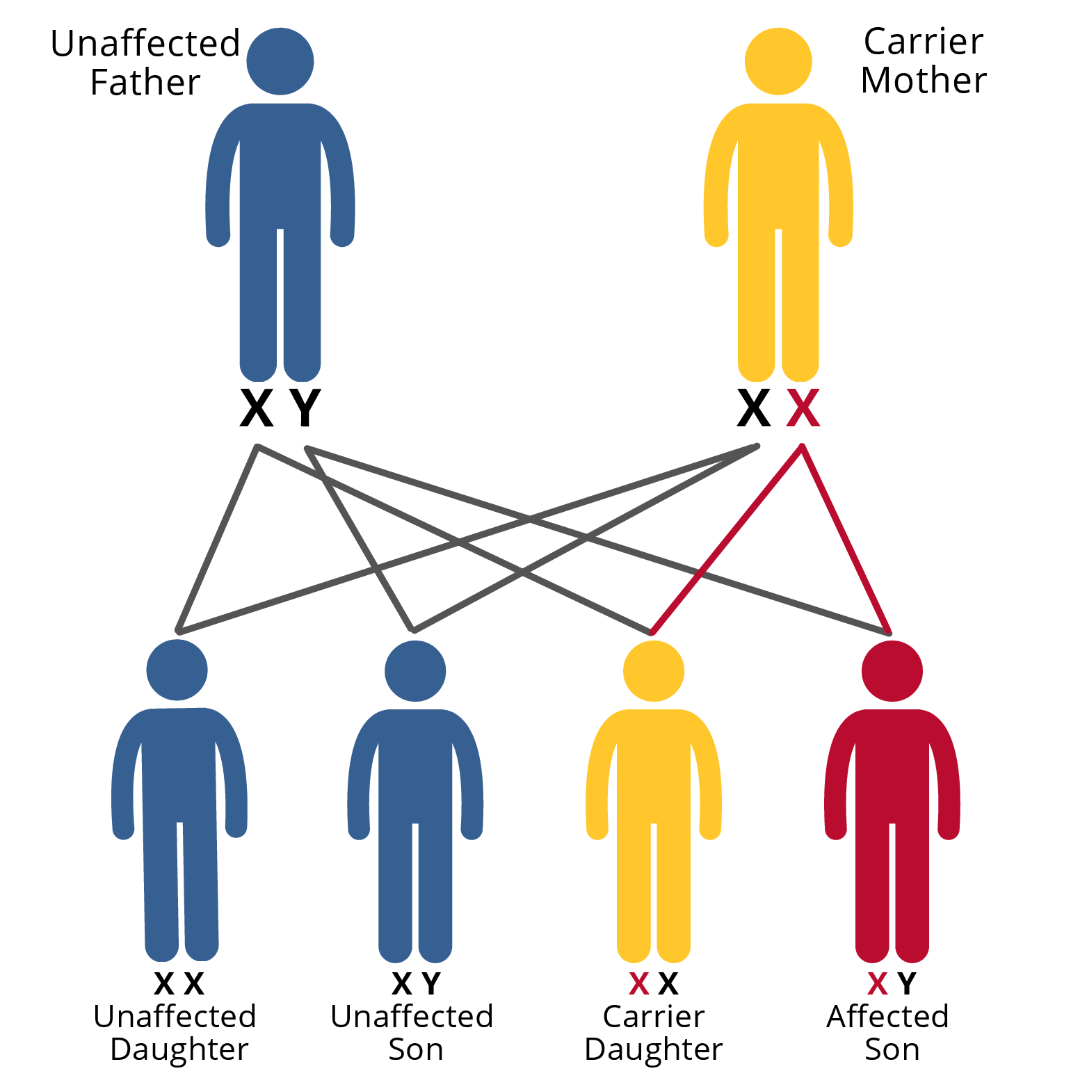 sex linked conditions