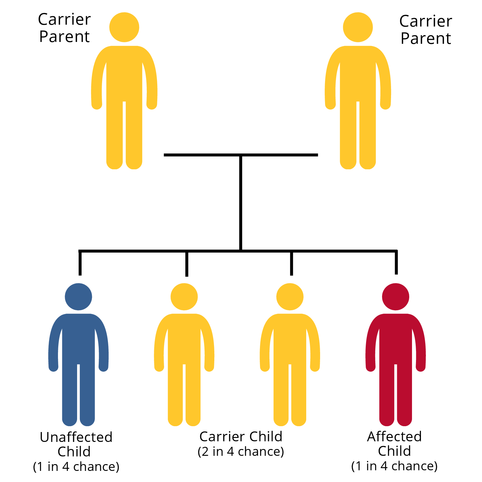 Basic genetics 2